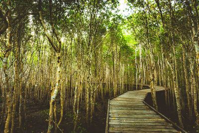 Footbridge in forest