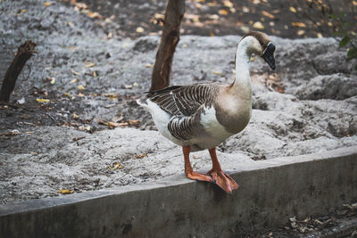 Side view of a bird on water