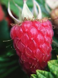 Close-up of strawberry growing on plant