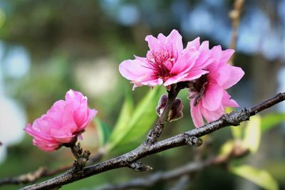 Close-up of pink flowering plant