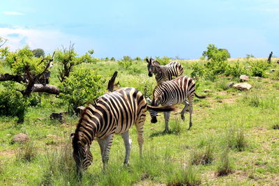 Zebras on a field