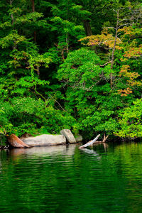 Scenic view of lake in forest