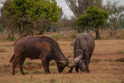 Water buffaloes rough housing on field