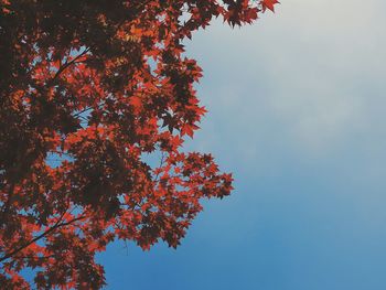 Low angle view of trees against sky