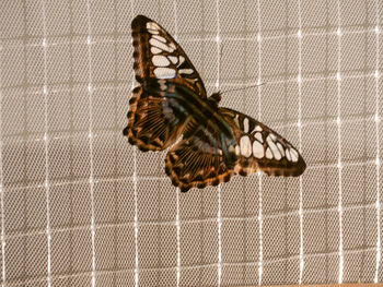 High angle view of butterfly