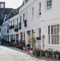 Potted plants on street by building