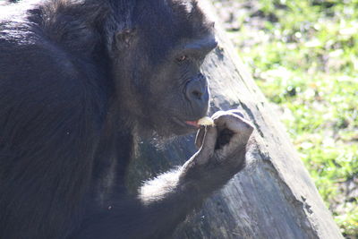 Close-up of a monkey