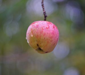 Close-up of fruit growing on tree