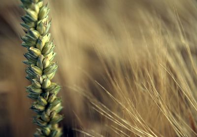 Close-up of wheat growing in field