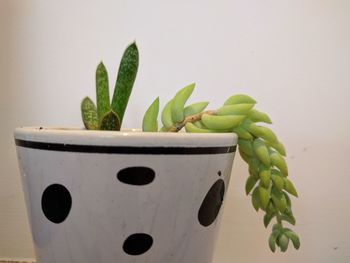 Close-up of potted plant against white wall