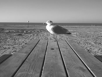 Seagull perching on beach against clear sky