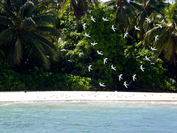 Palm trees by swimming pool