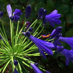 Close-up of purple flowers blooming outdoors