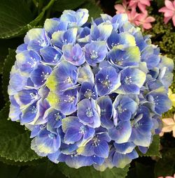 Close-up of purple flowers