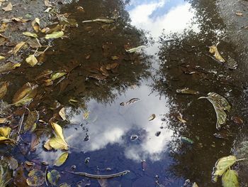 Reflection of trees on water against sky