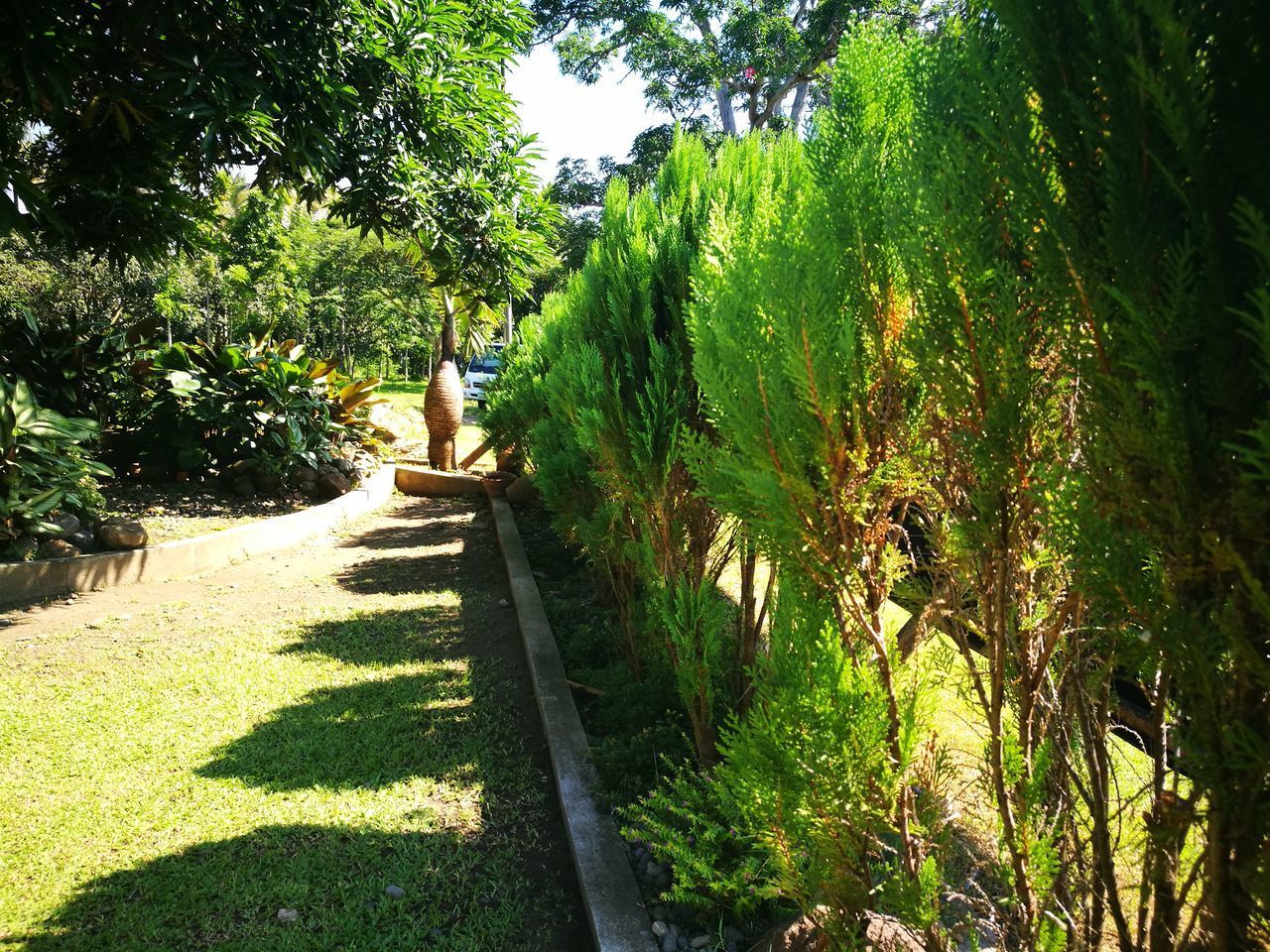 WALKWAY AMIDST PLANTS