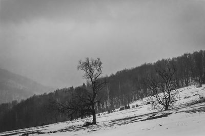 Trees on snow covered land against sky