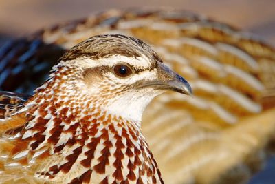 Close-up of head of crested francolin