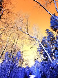 Low angle view of bare trees in forest during winter