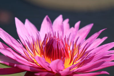 Close-up of pink water lily