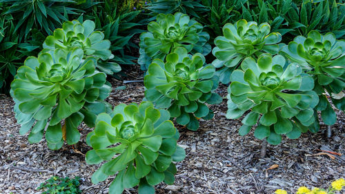 Close-up of fresh green plants in field