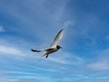 Low angle view of seagull flying in sky