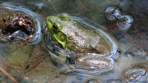 Close-up of frog in water