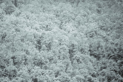 Full frame shot of snow on plants