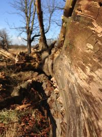 Close-up of tree trunk