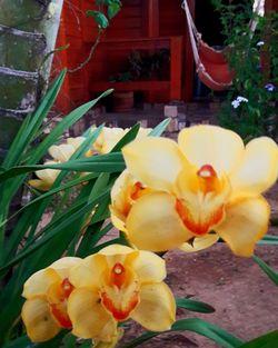 Close-up of yellow flowers blooming outdoors