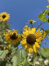 Close-up of sunflowers against clear sky