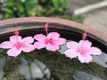 Close-up of pink flowers on branch