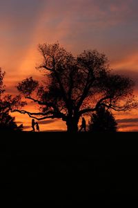 Silhouette of trees at sunset