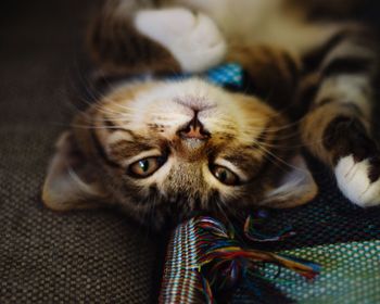 Close-up portrait of a cat