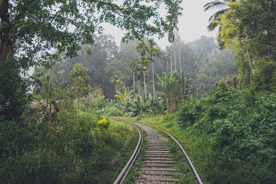 Railroad tracks amidst trees