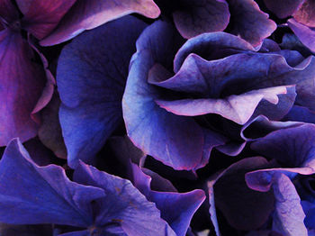 Full frame shot of purple flower