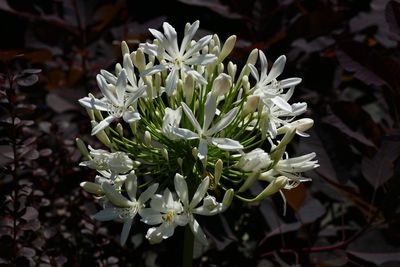 Close-up of white flowering plant