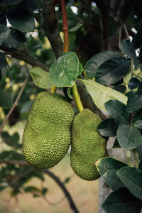 Close-up of fruits growing on tree