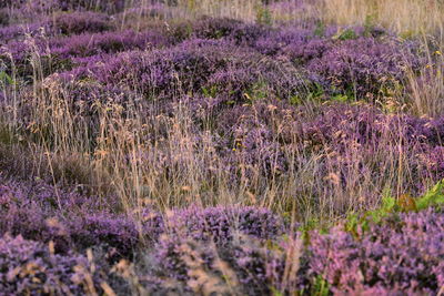 Purple flowering plants on field