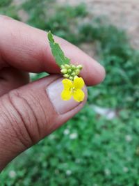 Close-up of hand holding yellow flower