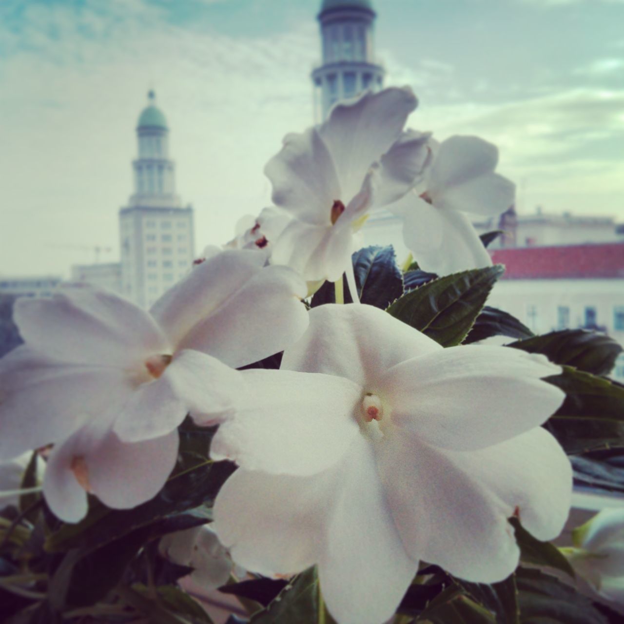 flower, freshness, fragility, petal, building exterior, white color, growth, flower head, built structure, architecture, focus on foreground, sky, blooming, close-up, city, day, in bloom, beauty in nature, nature, blossom