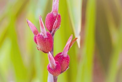 Close-up of pink flower