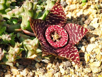 High angle view of succulent plant on field