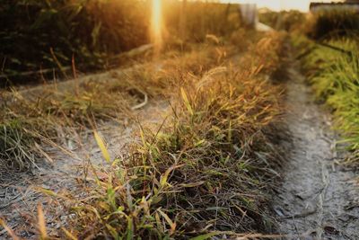 Close-up of grass by plants during sunset