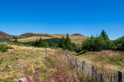 Scenic view of field against clear blue sky