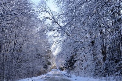 Snow covered road amidst trees in forest