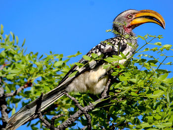 Low angle view of bird perching on tree against sky