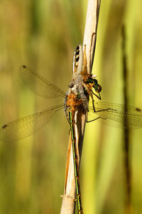 Jumping spider with a damselfly prey on a flower