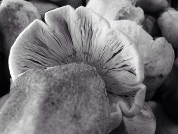 Close-up of flower