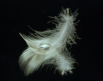 Close-up of jellyfish swimming in aquarium